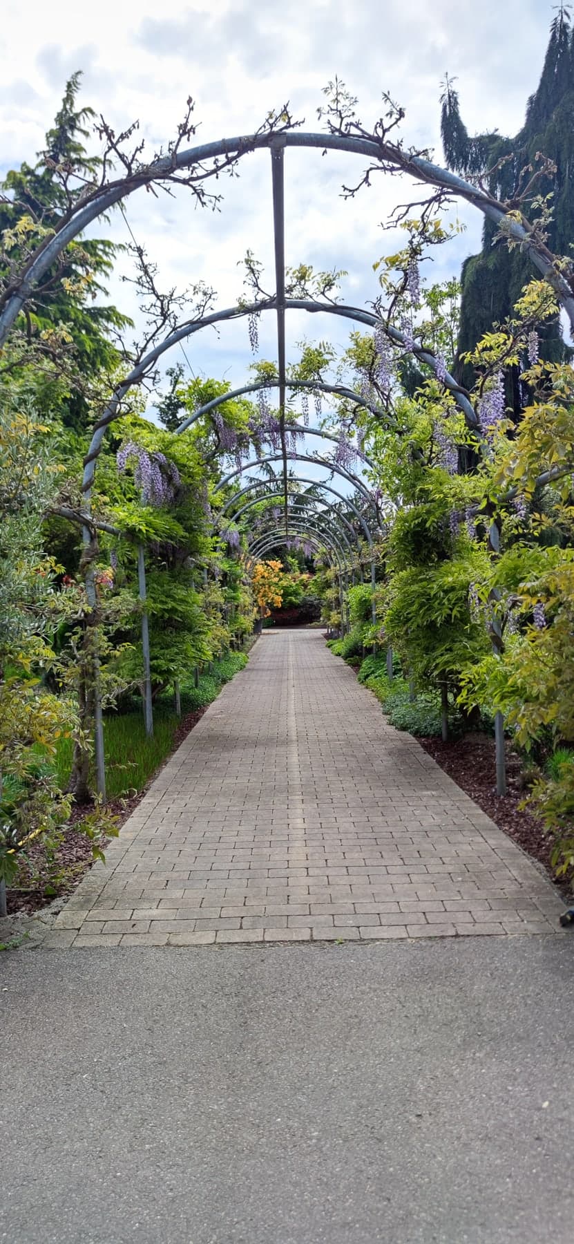 Grüne Laube in einem ruhigen Garten