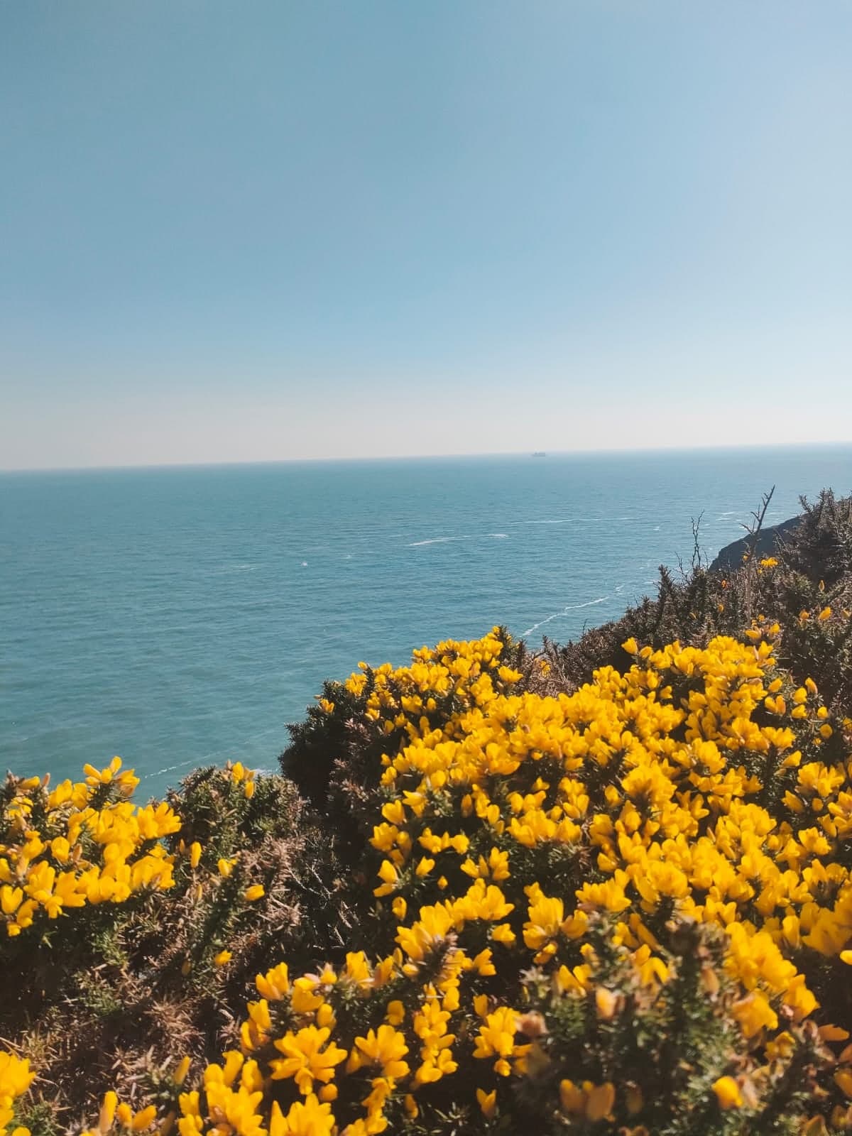 Gelbe Blumen am Meeresstrand